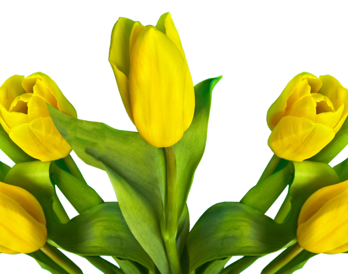 tulip-3059492_1920 tulip-3059492_1920