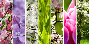 Farben des Frühlings